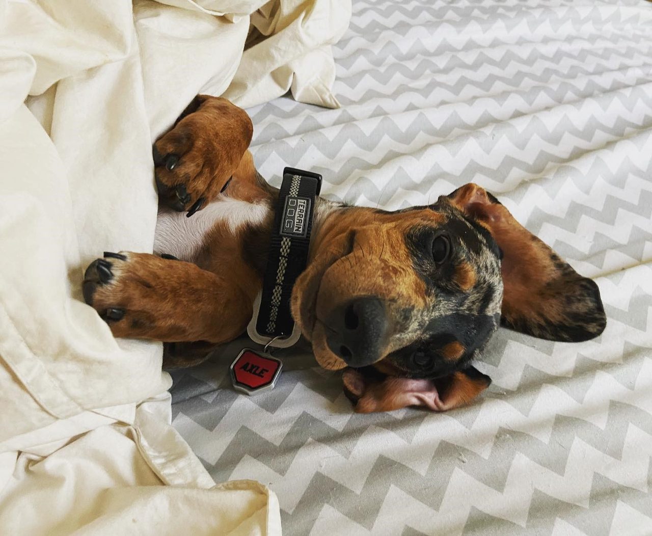 Dachshund relaxing with a red AXLE Moto Mutts dog tag