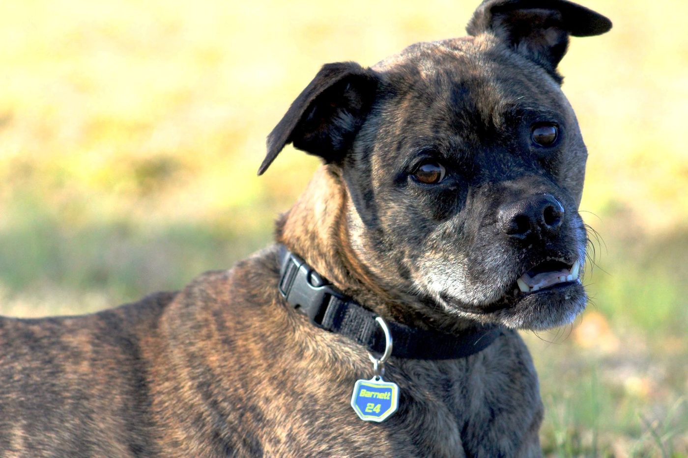 Brindle Staffordshire wearing a blue Barnett 24 Moto Mutts dog tag