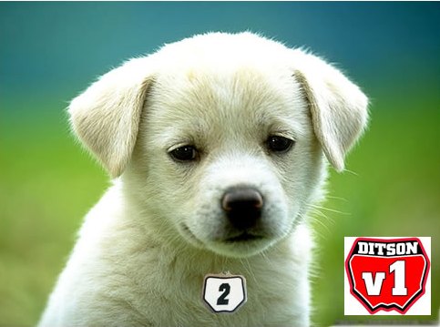Yellow Labrador puppy wearing a number 2 Moto Mutts dog tag